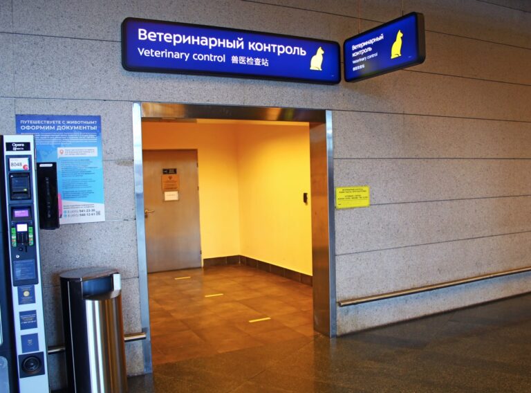Traveling to Russia with your pet or animal dog or cat