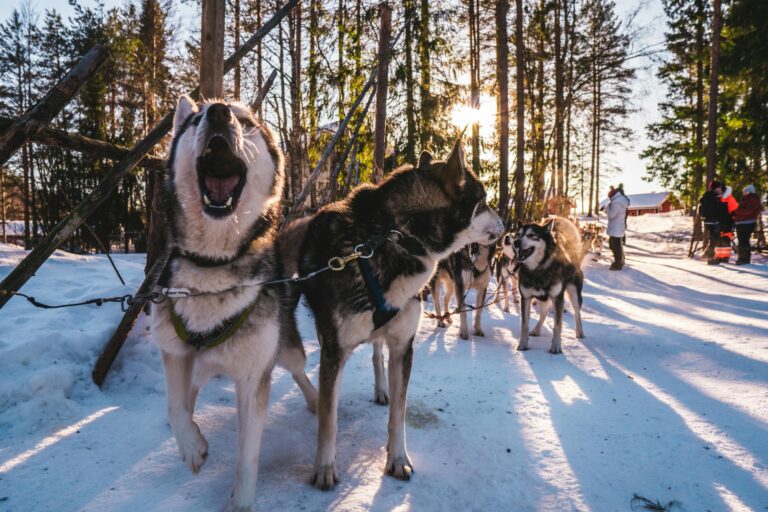 Siberian huskies in a snowy forest, showcasing winter adventure near Murmansk