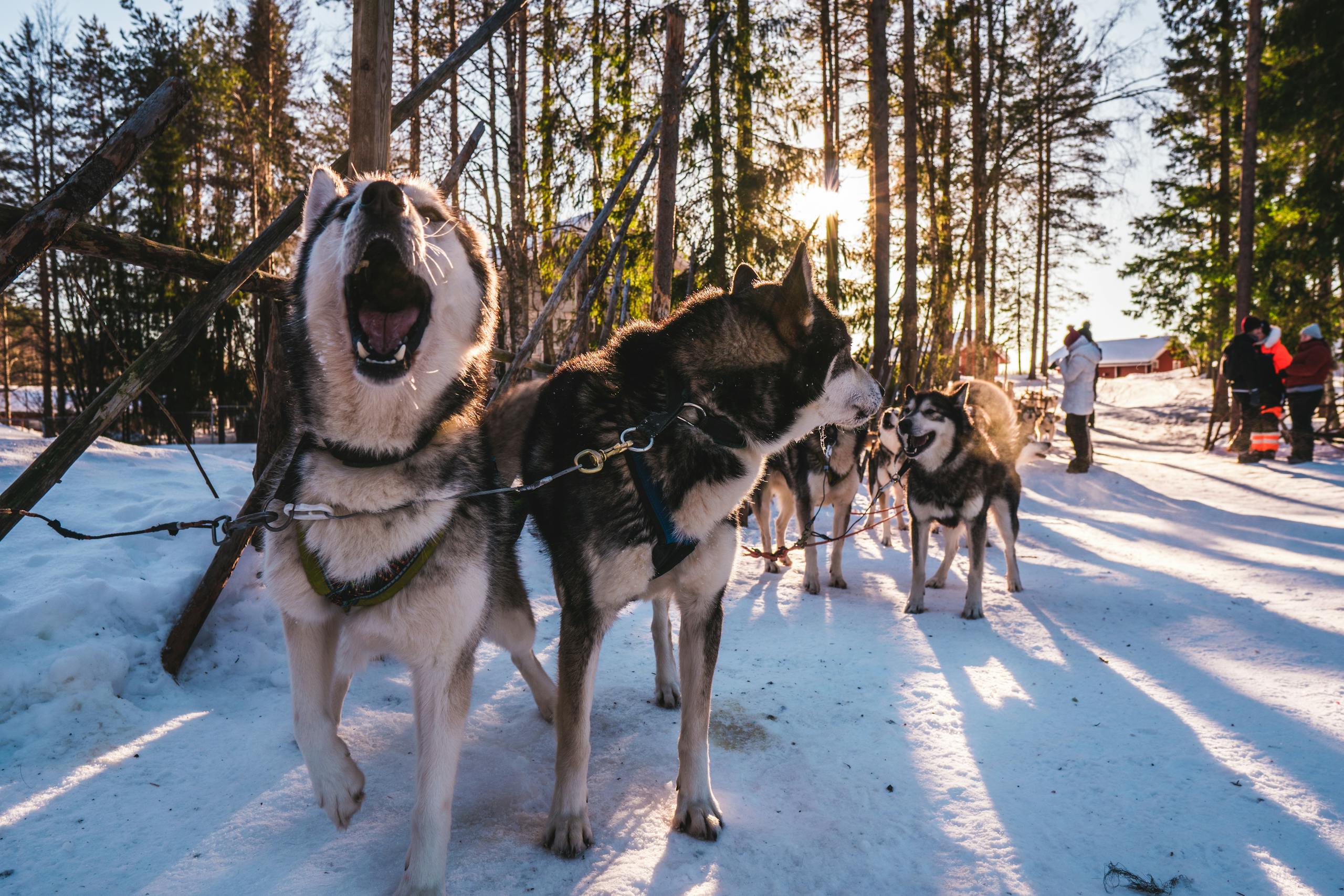 Siberian huskies in a snowy forest, showcasing winter adventure near Murmansk