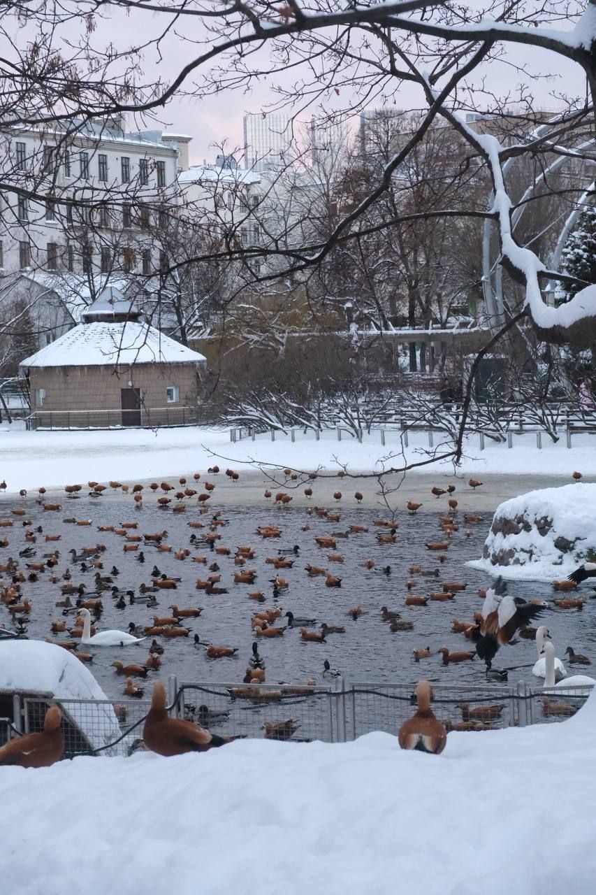 Dozens of ducks on the edge of a half-frozen pond in a snowy Moscow park