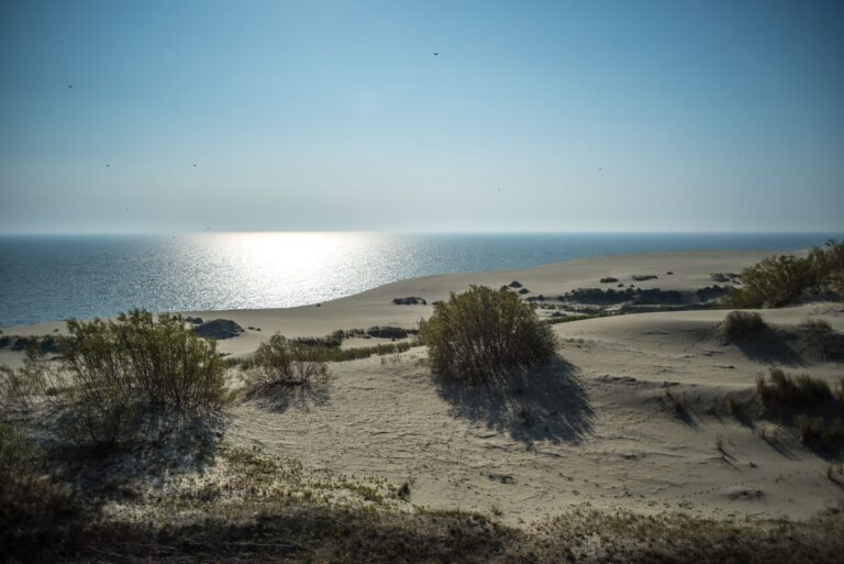 Sand dunes and vegetation on the Curonian Spit facing the Baltic Sea